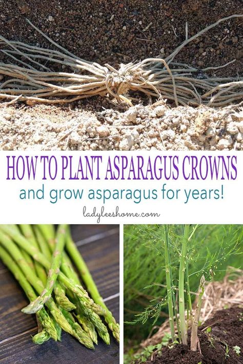 This is a step-by-step picture tutorial on how to plant asparagus crowns and grow asparagus for years. We'll go over how to plant asparagus crowns, how to care for your asparagus plants, and how to harvest asparagus. #howtoplantasparaguscrowns #howtogrowasparagus #organicgardening #vegetablegardening #howtoplantasparagus When To Plant Asparagus, How To Plant Asparagus, Planting Asparagus Crowns, Asparagus Plants, Plant Asparagus, Asparagus Garden, Grow Asparagus, Growing Asparagus, Asparagus Plant