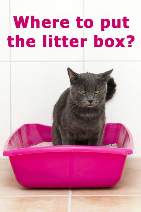 Raising Kittens, Cat Litter Boxes, Gatos Cool, Best Cat Litter, Cleaning Litter Box, Cat Care Tips, Litter Tray, Kitten Care, Owning A Cat