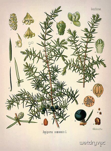 Juniper Plant, Illustration Botanique Vintage, Juniperus Communis, Botanical Plants, Botanical Illustration Vintage, Illustration Botanique, Wild Food, Tree Illustration, Botanical Drawings