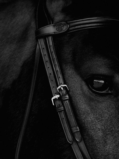 Equestrian Aesthetic, Horse Ring, Bike Photography, Horse Treats, Horse Aesthetic, Most Beautiful Animals, Art Gallery Wallpaper, Black Horse, Horse Photos