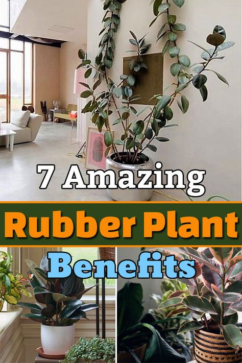 These 7 Amazing Rubber Plant Benefits and Facts will make this houseplant a must-have in your indoor plant collection! Rubber Plant Indoor, Rubber Plant Care, Rubber Tree Plant, Houseplant Care, Plant Benefits, Greenhouse Growing, Rubber Plant, Indoor Plant Care, Plant Table