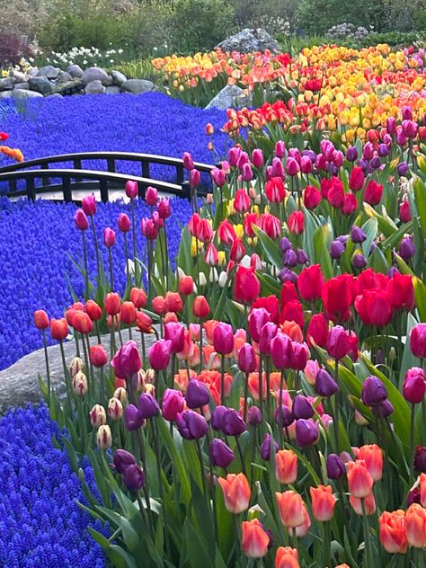 the grand hotels secret garden 📍mackinac island, mi #mackinacisland #secretgarden #tulips #garden #flowers #summer #michigan Michigan Flowers, Summer Michigan, Hotel Secrets, Coral Garden, Tulips Garden, Flowers Summer, Fantasy Photography, Mackinac Island, Garden Flowers