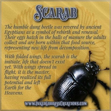 Scarab Beetle Meaning, Egyptian Witch, Scarab Beetle Tattoo, Mythology Egyptian, Egypt Scarab, Folded Wings, Egyptian Beetle, Shaman Woman, Egyptian Magic