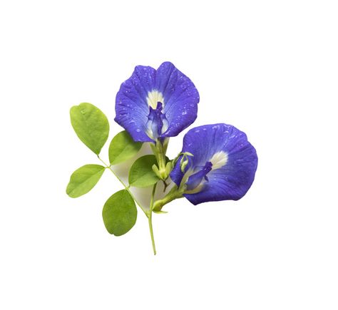 Butterfly pea flowers Premium Photo | Premium Photo #Freepik #photo #flower #food #floral #flowers Butterfly Pea Drawing, Blue Butterfly Flower, Pea Tea Butterfly, Blue Boba, Butterfly Pea Flower Painting, Photo Butterfly, Stippling Tattoo, Flower Header, Butterfly Blue Pea Flower