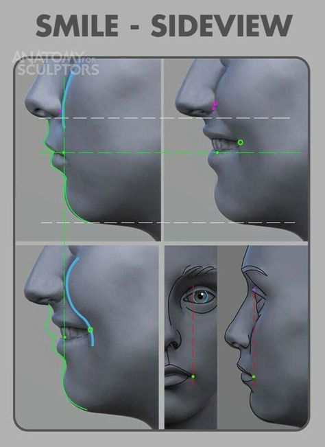 Human Neck Anatomy, Neck Anatomy Drawing, Anatomy For Sculptors, Neck Anatomy, Zbrush Anatomy, Drawing Reference Photos, Smile Drawing, Head Anatomy, Facial Anatomy