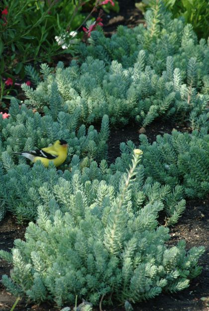 Sedum Ground Cover, Succulent Ground Cover, Sedum Stonecrop, Sedum Garden, Blue Spruce Tree, Evergreen Groundcover, Sedum Plant, High Country Gardens, Blue Foliage