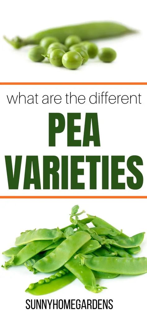 Have you been wondering what the different types of peas are? Here are the different varieties of peas, so you will know the difference between green peas, garden peas, English peas, snow peas, and sugar snap peas #peas #gardening Pea Trellis Ideas, Peas Garden, Sugar Snap Pea Recipe, Pea Trellis, Garden Peas, Growing Food Indoors, Pea Salad Recipes, Growing Peas, Pea Plant