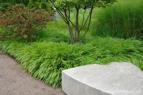 Hakonechloa Macra, Garden Grasses, Flowering Perennials, Planting Plan, Planting Design, Grasses Garden, Phu Quoc, Garden Inspo, Agaves