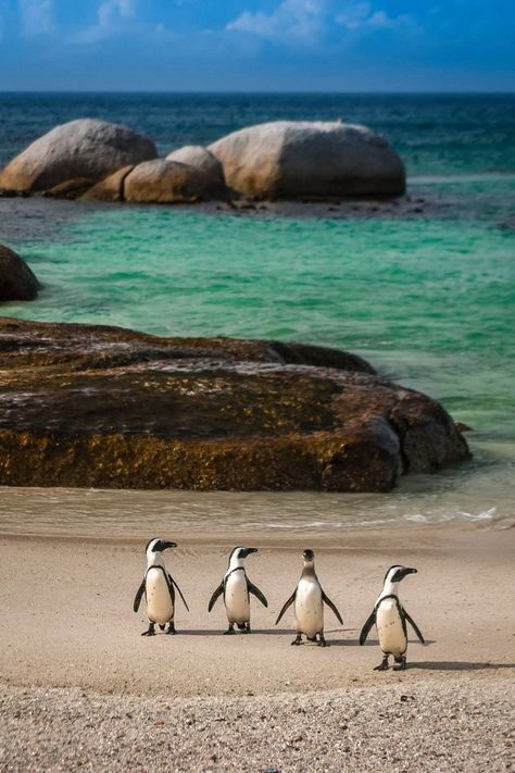 Boulders Beach, South Africa. | Blog by the Planet D | #Travel #TravelPhotography #Wanderlust #TravelInspiration #CapeTown #SouthAfrica South Africa Bucket List, South Africa Road Trips, South Africa Beach, Africa Bucket List, Boulders Beach, 28 Reasons, African Penguin, Boulder Beach, Africa Photography