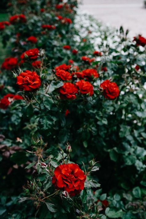 Red And Green Plants, Green And Red Aesthetic, Red Green Aesthetic, Green Red Aesthetic, Red And Green Aesthetic, Summer Copenhagen, Denmark Aesthetic, Scandinavian Summer, Rosé Aesthetic