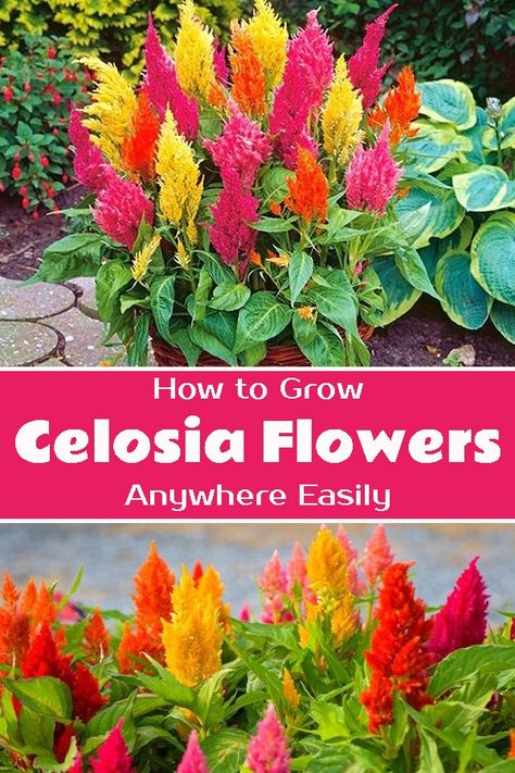 Celosia Container Ideas, Celosia Planter Ideas, Celosia Flower Pots Ideas, Celosia Flower Pots, Celosia Flower Landscaping, Celosia Plant, Garden Core, Celosia Flower, Allotment Ideas