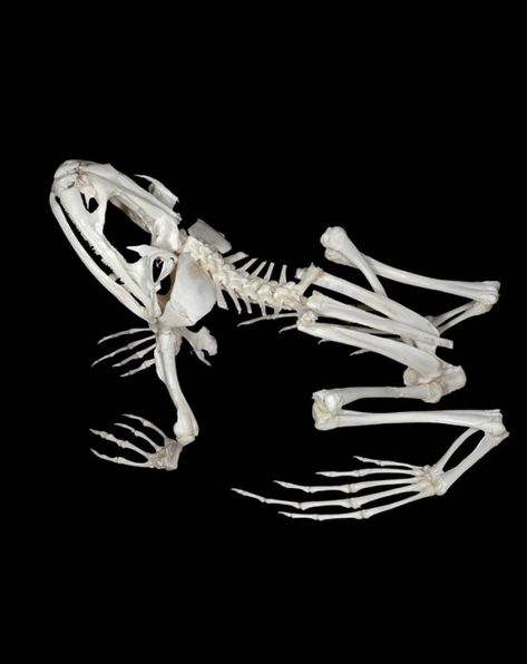 Frog skeleton. Photo credit: theworldoffrogs.weebly.com. Frog Skeleton, Animal Anatomy, Animal Skeletons, Vulture Culture, Dart Frog, Bone Art, Animal Bones, Skeleton Art, Polymer Clay Animals