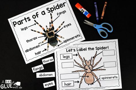 Engage your class in an exciting hands-on experience learning all about spiders! This Spiders: An Animal Study is perfect for science in Preschool, Pre-K, Kindergarten, First Grade, and Second Grade classrooms and packed full of inviting science activities. Students will learn about the difference between spiders and insects, parts of a spider, a spider's life cycle, and many more fun facts. When students are done they can complete a spider research project. This pack is great for homeschoole... Spider Unit Study, Parts Of A Spider, Spider Lessons, Spiders Preschool, Spider Fact, Spider Activities, Spider Theme, Unit Studies Homeschool, Insect Activities