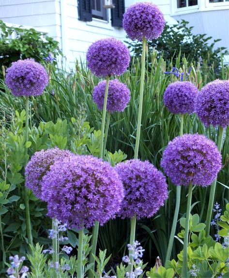 Deer Resistant Landscaping, Allium Globemaster, Deer Proof Plants, Deer Resistant Flowers, Deer Resistant Garden, Allium Flowers, Deer Resistant Perennials, Deer Resistant Plants, Thriving Garden