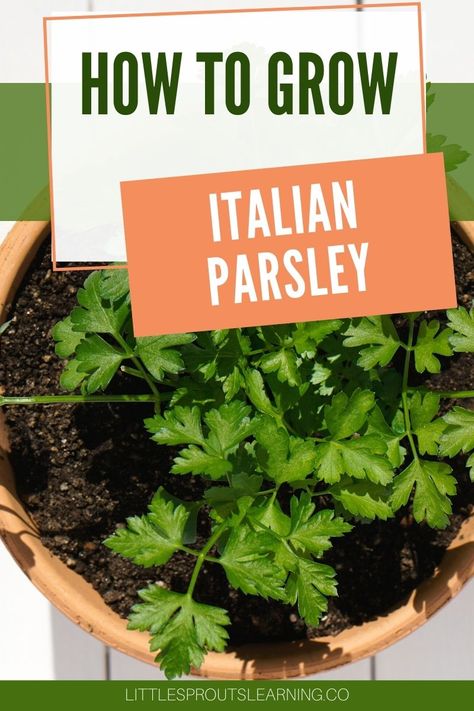 Learning how to grow Italian parsley (or any kind of parsley) is super easy and herbs are a great plant for beginning gardeners because they are so forgiving. They aren't finicky, can take drought, and give you great flavor for your food. Plus they are super healthy. Italian Parsley Plant, Aero Garden, Homemade Italian Seasoning, Growing Parsley, Parsley Plant, Parsley Recipes, Growing Herbs Indoors, Italian Parsley, Homemade Italian