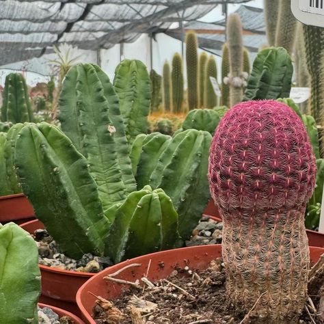 😁😁😂😂 Rainbow Hedgehog Cactus - Echinocereus rigidissimus ‘Rubispinus’….. Hedgehog Cactus, Cactus, Rainbow