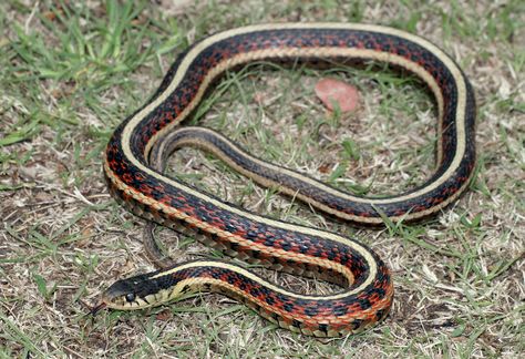 Red-sided Garter Snake (Thamnophis sirtalis parietalis) photographed by Cowyeow in Cheyenne Bottoms, Kansas, USA Types Of Snakes, Snake Terrarium, Milk Snake, Reticulated Python, Hognose Snake, Snake Illustration, Garter Snake, Types Of Snake, Largest Snake