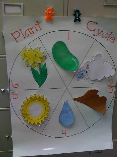 Plant Cycle, Plants Life Cycle Activities, Life Cycles Kindergarten, Life Cycle Craft, Life Cycles Activities, Plants Unit, Plant Activities, Life Activities, Plant Crafts