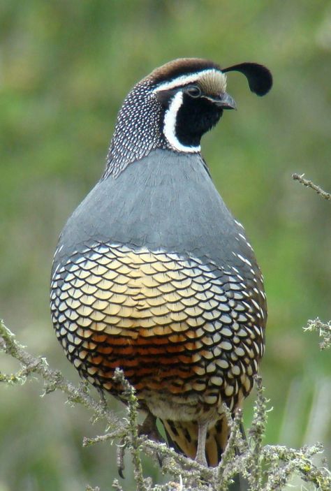 California Quail, Spirit Animal Totem, Animal Totems, Bird Pictures, Exotic Birds, Pretty Birds, Bird Photo, Colorful Birds, Wild Birds