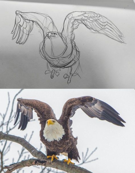 @tinylittlefox1 - Twitter Eagle Anatomy, Structure Sketch, Bird Sketches, Animal Journal, Eagle Sketch, Wings Sketch, Avatar Tattoo, Eagle Drawing, Animal Drawings Sketches