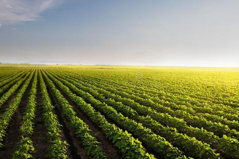 Agriculture Background Design, Farming Background, Farm Background, Agriculture Background, Notebook Wallpaper, Agriculture Photography, Agriculture Design, Farm Fields, Field At Sunset