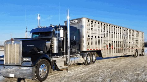 Bull Hauler Left Lane 2018 Kenworth 1920x1080 Wallpaper Bull Hauler, W990 Kenworth, Kenworth T600, Cattle Trucks, W900a Kenworth Trucks, Kenworth T680, Kenworth K200 Australia, Kenworth Trucks, Large Cars