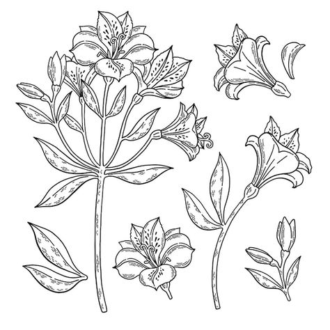 Alstroemeria black and white set isolate... | Premium Vector #Freepik #vector #background #flower #vintage #floral Alstroemeria Flower Drawing, Alstroemeria Drawing, Alstroemeria Tattoo, Art Vector Illustration, Botanical Line Art, Wildflower Tattoo, Fairy Tattoo Designs, Rock Flowers, Flower Line Drawings