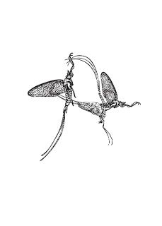 mayfly tattoos | February 27, 2007 Mayfly Tattoo, Fly Fishing Tattoo, Mayfly, Beauty Tattoos, Fly Fishing, Fish Tattoos, Tatting, Tattoos, Design