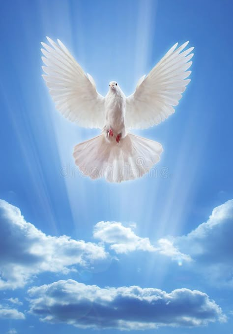 Dove in the air with wings wide open royalty free stock photos Spiritual Cards, Holly Spirit, Dove Drawing, Dove Flying, Flying Pigeon, Dove Images, Holy Spirit Dove, Dove Pictures, Jesus Drawings