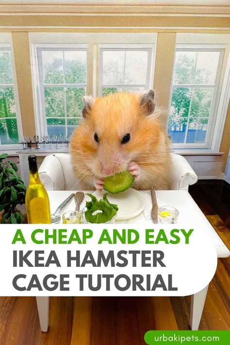 Step into the world of budget-friendly and creative hamster care with the Cheap and Easy IKEA Hamster Cage Tutorial. For pet enthusiasts seeking an affordable and personalized habitat for their furry friends, this tutorial provides a practical and fun solution by repurposing readily available IKEA products. Creating a comfortable and stimulating environment for your hamster doesn't have to break the bank, and this tutorial is your guide to crafting a bespoke cage that meets both... Robo Hamster Cage Ideas, Hamster Habitat Ideas, Diy Hamster Cage Homemade, Fish Tank Hamster Cage Ideas, Hamster Diy Ideas, Ikea Hamster Cage, Hamster Cage Ideas Aesthetic, Natural Hamster Cage Ideas, Hamster Cage Ideas Diy