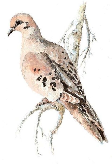 Turtle Dove Dove Watercolor, Paint Birds, Dove Drawing, Lounge Art, Dove Painting, Art Alevel, Watercolor Birds, Nature Sketch, Turtle Dove