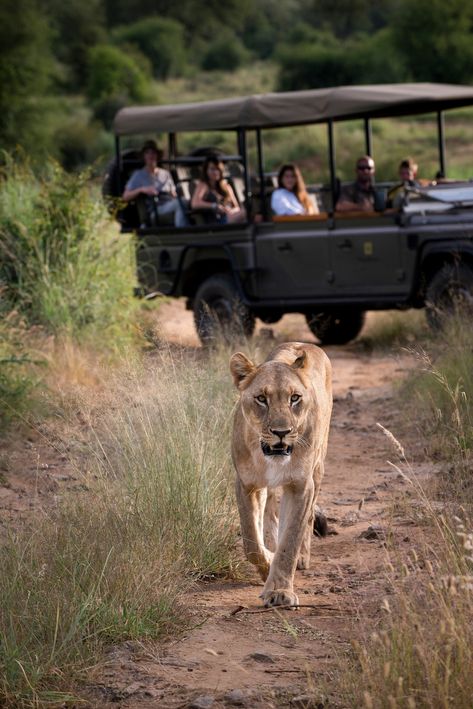 African Safari Lodge, Africa Bucket List, Luxury African Safari, South Africa Safari, Gorilla Trekking, Tanzania Safari, Mountain Gorilla, Adventure Travel Explore, Luxury Safari