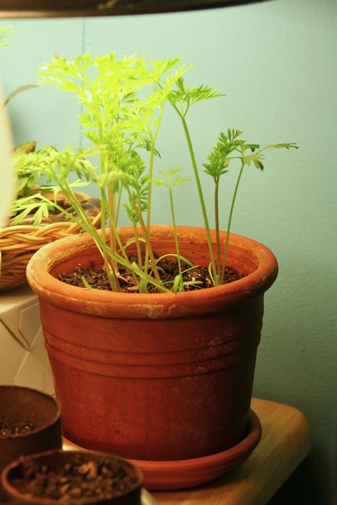 By Jackie Carroll Can carrots grow indoors? Yes, and growing carrots in containers is easier than growing them in the garden because they thrive on a steady supply of moisture—something that’s hard to provide outdoors in the heat of summer. When you grow your own carrots, you have options that you’ll probably never see in… Growing Carrots In Containers, Carrot Plant, Grow Carrots, How To Plant Carrots, Carrot Gardening, Indoor Vegetables, Growing Carrots, Indoor Vegetable Gardening, Garden Wallpaper