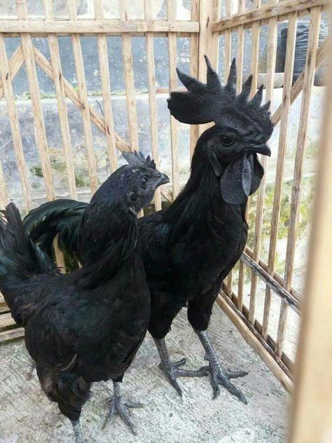 Cemani Black Chickens lay black shelled eggs. Ayam Cemani, Chicken Pictures, Fancy Chickens, Black Chickens, Black Rooster, Beautiful Chickens, Keeping Chickens, Chickens And Roosters, Jual Beli