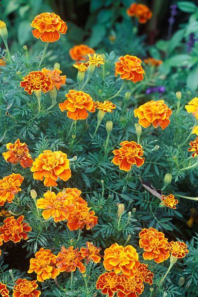 What to Plant in August - 10 Flowers and Vegetables You Can Plant in August Emma Tattoo, Marigolds In Garden, Fast Growing Flowers, Garden Tattoos, Summer Flowers Garden, Garden Inspo, Yellow Garden, Persian Poetry, Future Kitchen