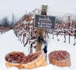 Extreme Wine: O Canada Ice Wine « The Wine Economist _ Inniskillin Ice Wine Wine Vineyards, Ice Wine, Wine Desserts, Wine Travel, Wine Cheese, Wine Time, Wine And Dine, Wine Region, Wine Making