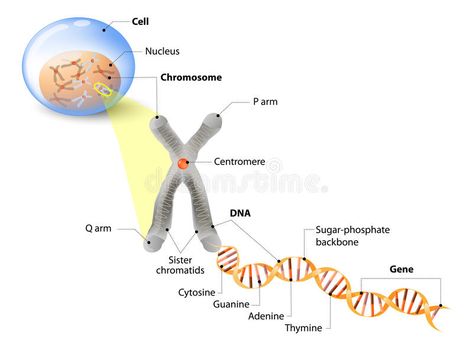 Cell, Chromosome, DNA and gene. Cell Structure. The DNA molecule is a double hel , #Sponsored, #Structure, #molecule, #double, #gene, #Cell #ad Chromosome Structure, Genetic Inheritance, Dna And Genes, Support Nervous System, Human Embryo, Dna Molecule, Nutritional Therapy, Genetic Testing, Ayat Alkitab