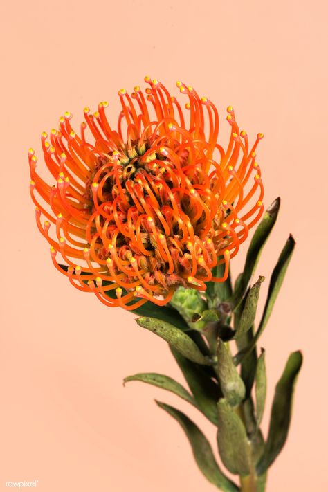 Orange pincushion protea flower  | premium image by rawpixel.com / Teddy Rawpixel Pincushion Protea, Orange Ranunculus, Yarrow Flower, Html Color Codes, Macro Photography Flowers, Delphinium Flowers, Plant Goals, Soft Things, Sweet Pea Flowers