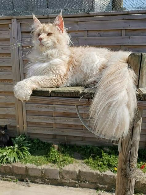 Söt Katt, Gorgeous Cats, Cute Cats Photos, Pretty Animals, Unique Cats, Cat Aesthetic, Cute Cats And Dogs, Beautiful Cat, Pretty Cats