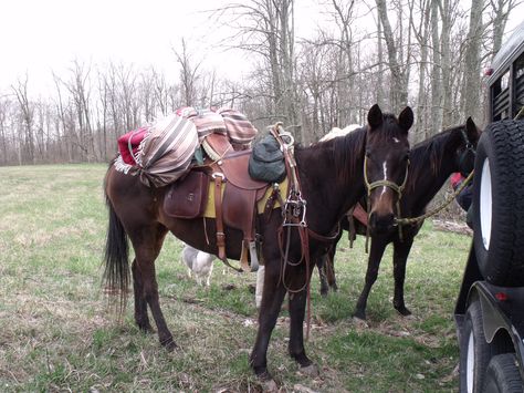 Horseback Camping trips Horse Camping Checklist, Horseback Camping, Camping In Horse Trailer, Camping With Horses, Pack Mule, Dachshund Camping, Horse Camping, Dead Horse State Park, Horse Camp