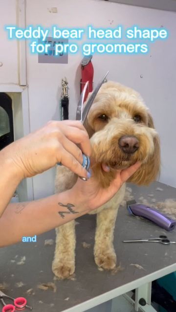 Caroline Donoghue : Dog groomer/ pet industry influencer on Instagram: "⭐️⭐️SAVE THIS ONE NOW⭐️⭐️ ⭐️FOLLOW FOR MORE PRO GROOMING TIPS⭐️ So how do I create a super cute teddy bear head shape? Some days I nail this and some days I’m just not happy with the finish! That’s very normal for a groomer… even 10 years in - so newbies, don’t worry!!! But here’s my tip on how I get that lovely round head shape during my pet grooms. ✅ Take some of the bulk off the top of the head, with a comb attachme Teddy Bear Head Dog Grooming, Teddy Bear Face Dog Grooming, Doodle Haircut Styles, Cockapoo Grooming, Different Types Of Dogs, Dog Brush, Dog Grooming Salons, Dog Grooming Tips, Dog Salon