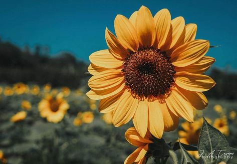 Wallpaper Horizontal, Spring Scenery, Sunflower Drawing, Sunflowers Background, Flower Iphone Wallpaper, Sunflower Wallpaper, Iphone Wallpaper Themes, Flower Background Wallpaper, Floral Photography