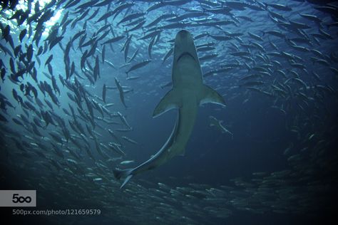 Fish From Below, Shark From Below, Shark Painting, Blue Drawings, Full Blue, Under The Surface, Shark Shirt, Marine Environment, Alien Worlds