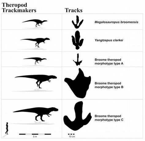 Theropod marks The different meat-eating theropod dinosaur track marks found in Western Australia Dinosaur Tracks, Largest Dinosaur, Dinosaur Footprint, Jurassic Park, Western Australia, Dinosaurs, Track, Australia, The World