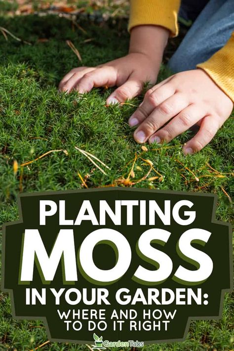 Fern Garden Ideas Landscaping, Moss And Fern Garden, Moss Rock Garden, Planting Moss, Moss Walkway Pathways, How To Grow Moss Lawn, How To Plant Moss, Moss In Garden, Moss In Flower Beds