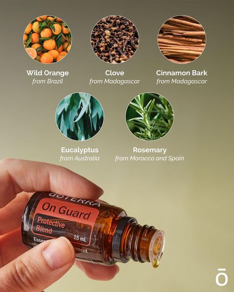 On Guard Doterra, Doterra On Guard, Doterra Business, Essential Oil Diffuser Blends Recipes, Orange Clove, Doterra Wellness Advocate, Diy Oils, Wild Orange, Essential Oil Diffuser Blends