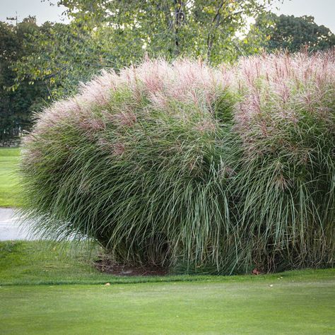 Dividing Maiden Grass (Miscanthus) - Garden Tutor Maiden Grass Landscaping, Miscanthus Morning Light, Hedge Ideas, Annabelle Hydrangea, Flower Containers, Pruning Saw, Grasses Landscaping, Replant, Container Flowers