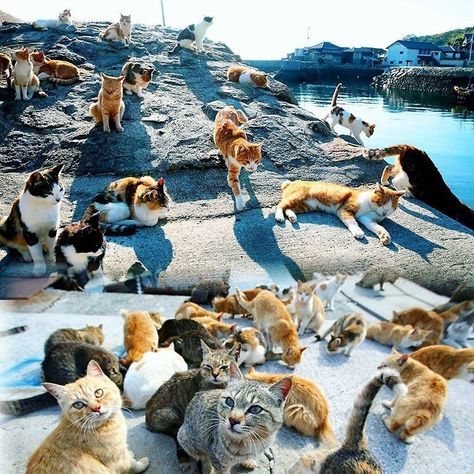 Some #wild & #crazy places to see:From pink lakes to haunted forests, there is plenty to see. Cat Island Japan, Group Of Cats, Cat Island, Miyagi, Cat Training, Cute Cats And Kittens, Cat Care, Fukuoka, Pretty Cats