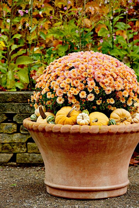 Potted Mums, Caring For Mums, Mums In Pumpkins, Garden Mum, Fall Mums, Fall Containers, Grow Gorgeous, When To Plant, Mums Flowers