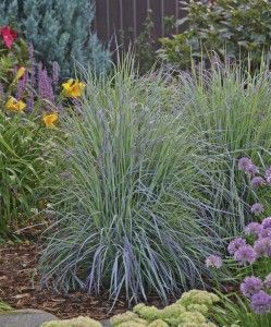 Versatile grasses like schizachyrium ‘Twilight Zone’ are multifunctional, thrive in a wide range of climates and blend well with perennials, natives and nativars. Schizachyrium Scoparium, Little Bluestem, Blue Foliage, Purple Shades, Wildlife Gardening, Attract Pollinators, Flower Spike, Twilight Zone, Garden Features